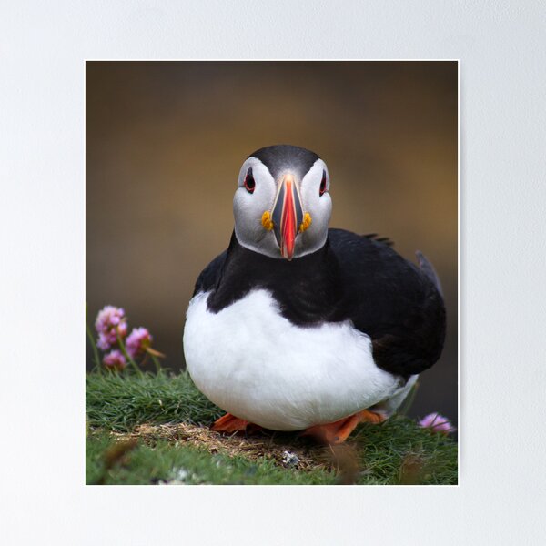 Item preview, Puffins (VIII), Lunga Island, Scotland designed and sold by JourneyPhotos.