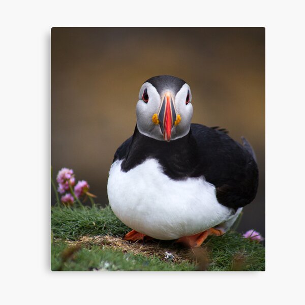 Puffins (VIII), Lunga Island, Scotland Canvas Print