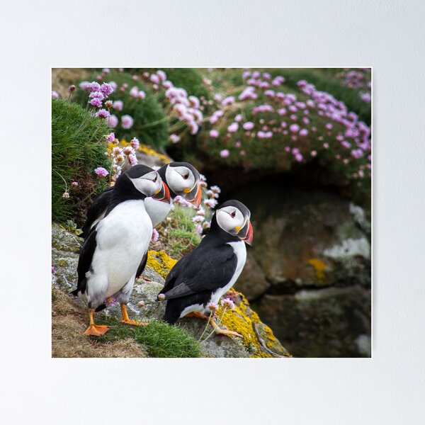 Item preview, Puffins (IX), Lunga Island, Scotland designed and sold by JourneyPhotos.