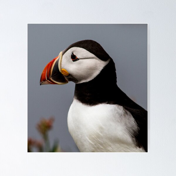 Item preview, Puffins (X), Lunga Island, Scotland designed and sold by JourneyPhotos.