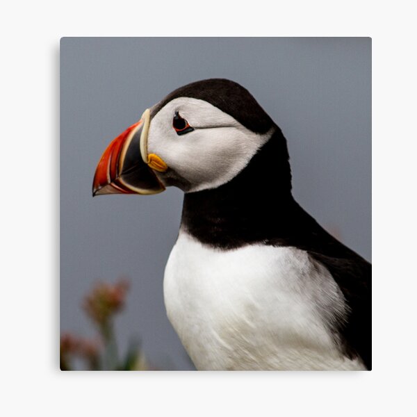 Puffins (X), Lunga Island, Scotland Canvas Print