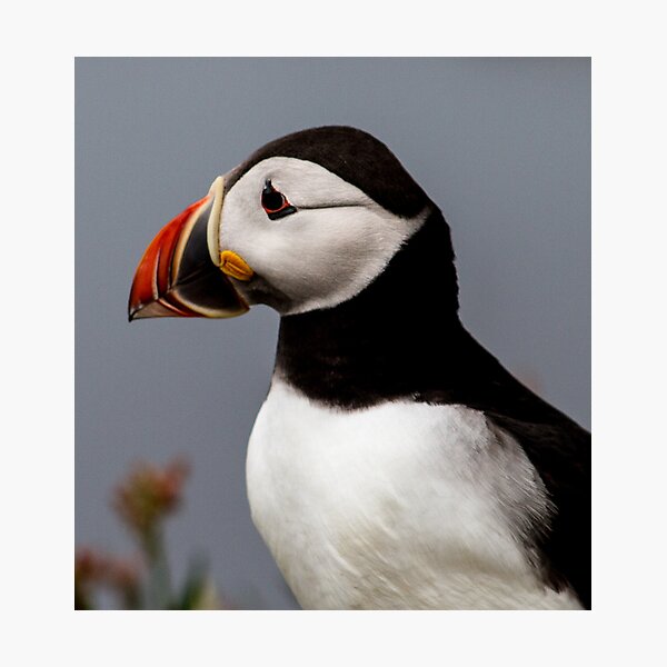 Item preview, Puffins (X), Lunga Island, Scotland designed and sold by JourneyPhotos.