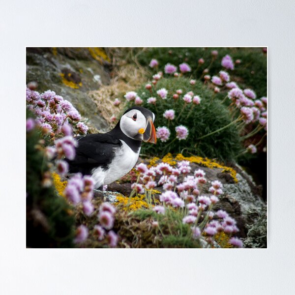 Item preview, Puffins (XI), Lunga Island, Scotland designed and sold by JourneyPhotos.