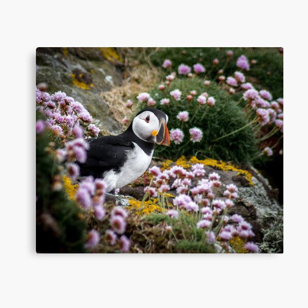 Puffins (XI), Lunga Island, Scotland Canvas Print