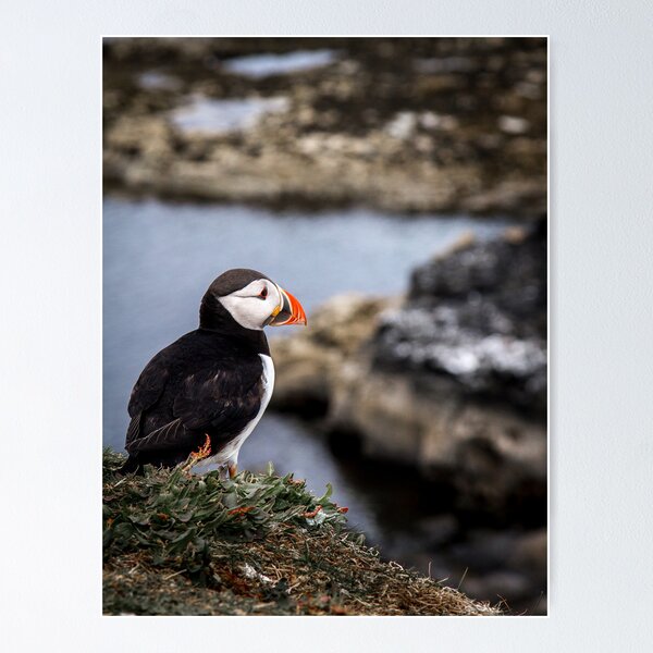 Item preview, Puffins (XII), Lunga Island, Scotland designed and sold by JourneyPhotos.