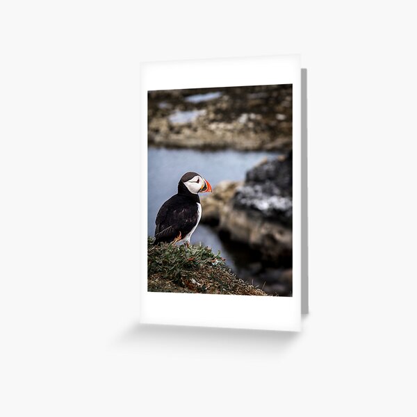 Item preview, Puffins (XII), Lunga Island, Scotland designed and sold by JourneyPhotos.