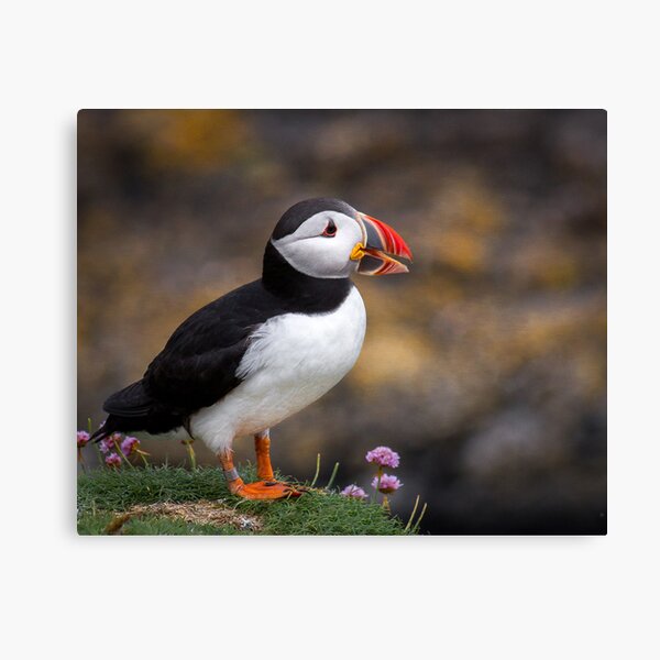 Puffin, Lunga Island Canvas Print