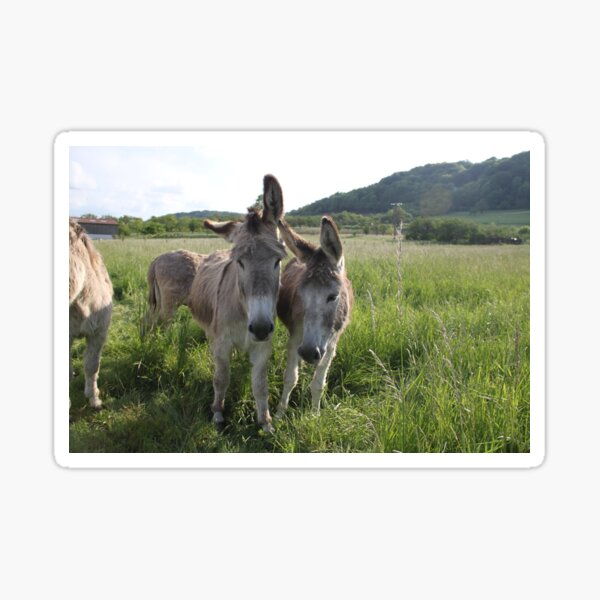 Artikel-Vorschau von Entzückende graue Esel in der hohen Graswiese, designt und verkauft von EstelleRossetti.