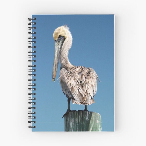 Item preview, Pelican saying "Here's Looking at you, Kid" designed and sold by PhilipBrown.