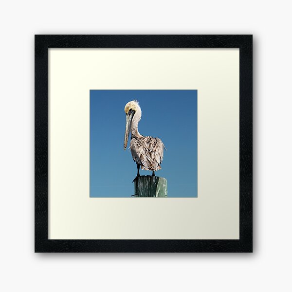 Item preview, Pelican saying "Here's Looking at you, Kid" designed and sold by PhilipBrown.