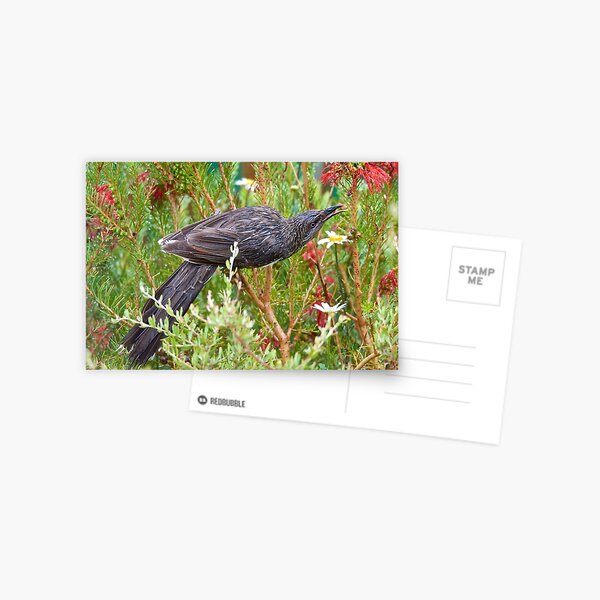 Item preview, HONEYEATER ~ Little Wattlebird VC3meVyM by David Irwin designed and sold by tasmanianartist.