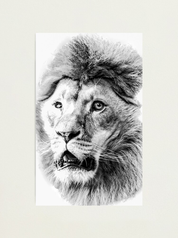 Pencil Drawing of a Lion Abstract Surrealism Hyper Detail Line Art ·  Creative Fabrica