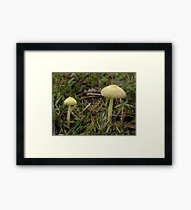 Older Yellow Mushrooms Framed Print