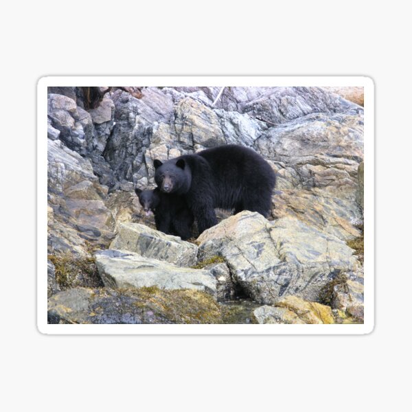 Mom & Baby Black Bears in Nootka Sound, BC Sticker