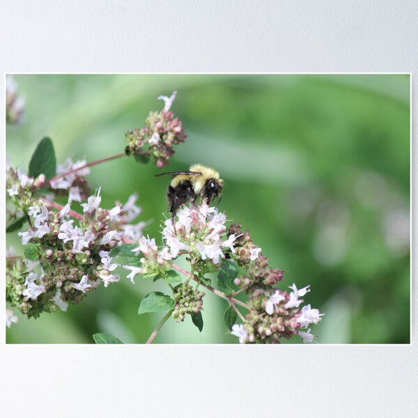 Item preview, Bumble-Bee designed and sold by RochelleJean.