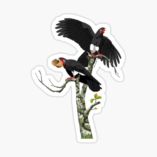 Item preview, Red-Throated Caracara designed and sold by BennuBirdy.