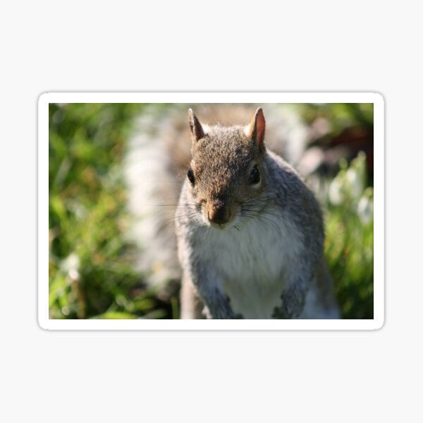 Squirrel in Regents Park Sticker