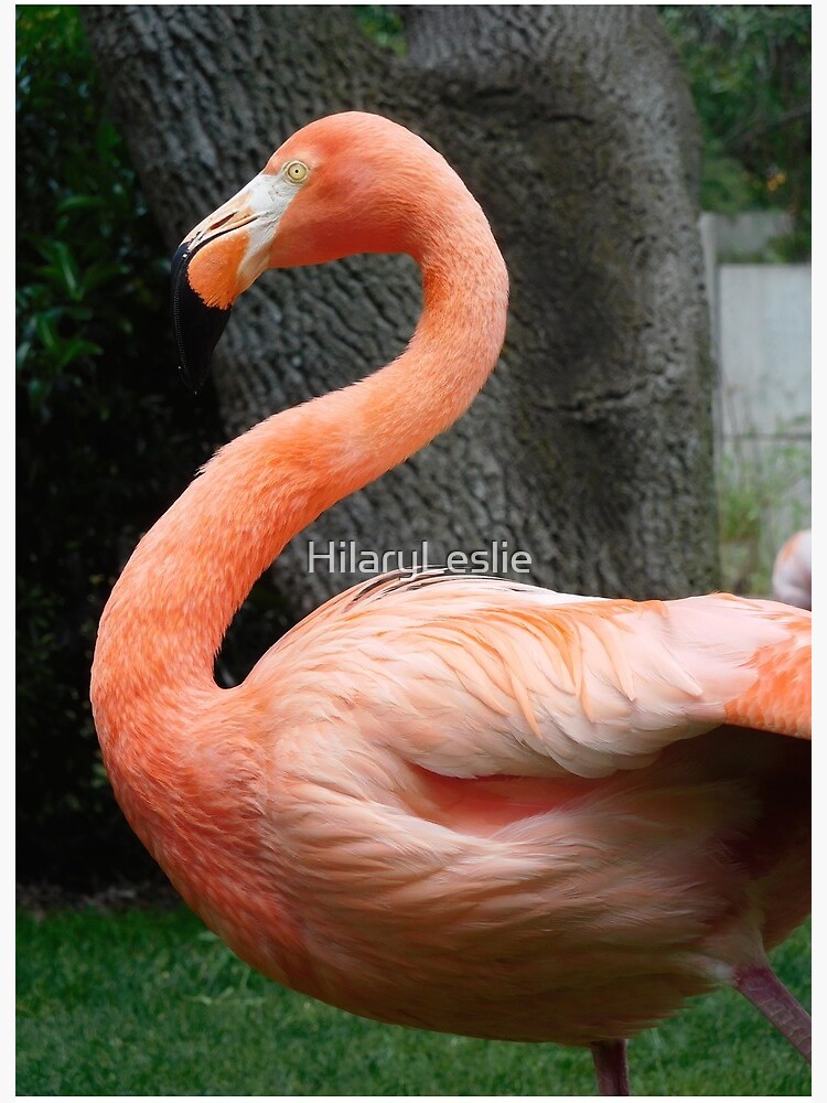 Onzorgvuldigheid huichelarij herhaling Elegant Flamingo, Zoo Aquarium de Madrid" Art Board Print for Sale by  HilaryLeslie | Redbubble