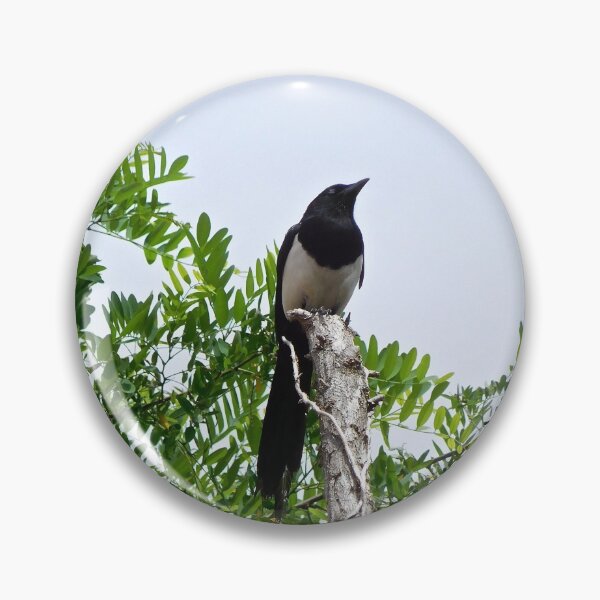 Item preview, Magpie in Tree, Spain designed and sold by HilaryLeslie.