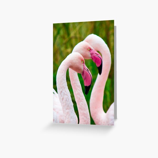 Pink Flamingos Greeting Card