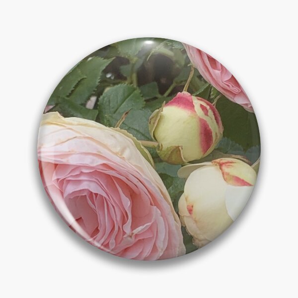 Item preview, blush pink heirloom rose designed and sold by Jennco60.