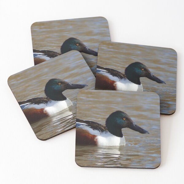 Item preview, A Male Northern Shoveler  designed and sold by Carla Jensen.