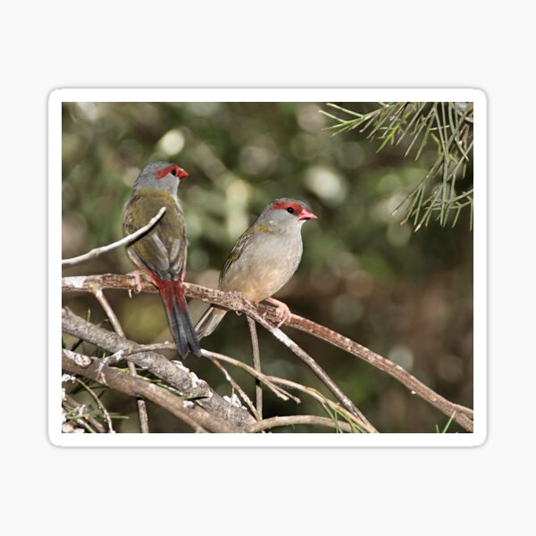 Red-browed Firetail Sticker