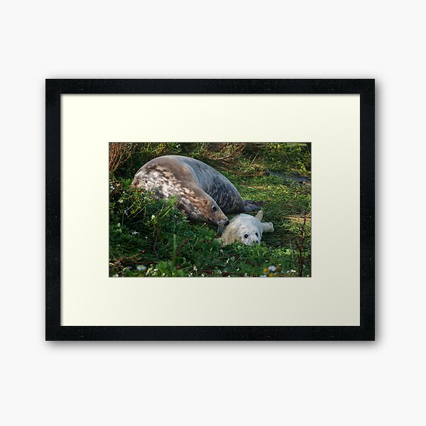 Item preview, Atlantic Grey Seal  and her pup designed and sold by Chris McIlreavy.