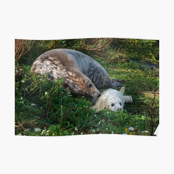 Atlantic Grey Seal and her pup Poster