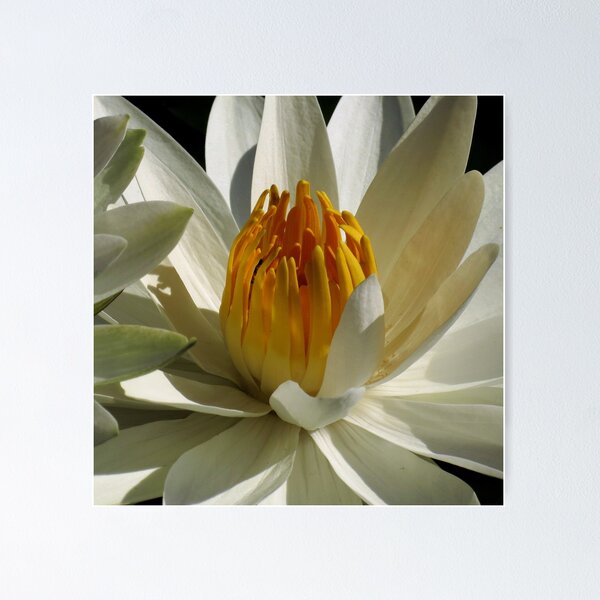 Item preview, Pond Treasures ~ Part Ten designed and sold by artisandelimage.