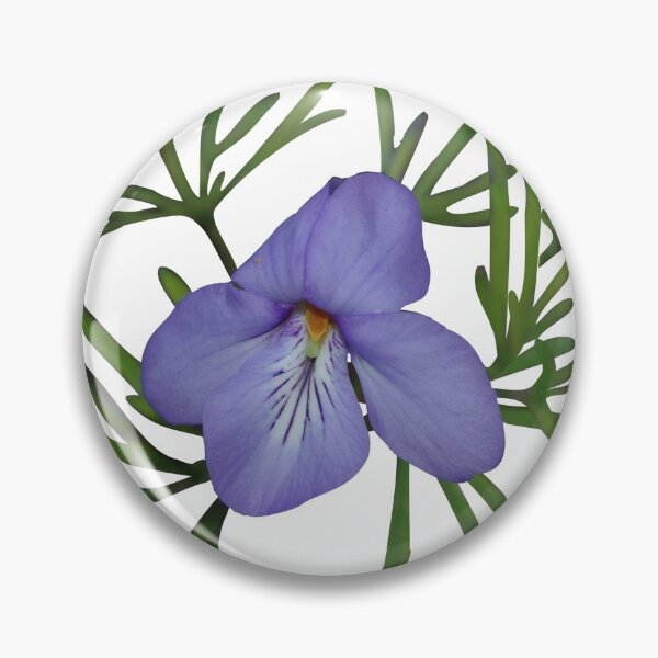 Item preview, Viola Pedata, Birds-foot Violet designed and sold by rvjames.