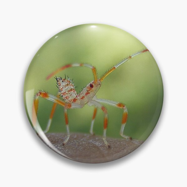 Item preview, Sebastian the Shrimpbug designed and sold by elasita.
