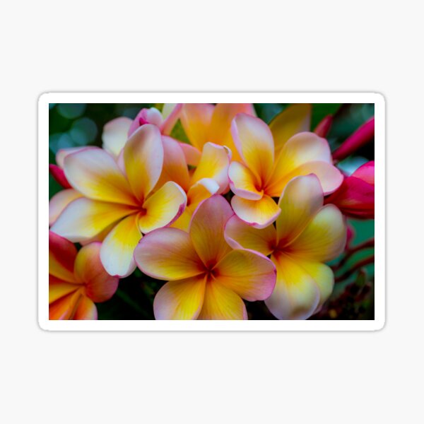 Item preview, Frangipani 22Nov15 designed and sold by Keith's Photo Artistry.