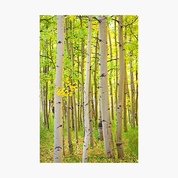 Aspen Tree Forest Autumn Time Portrait Photographic Print
