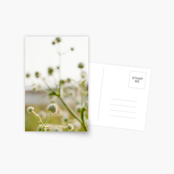 Highline Flowers Postcard