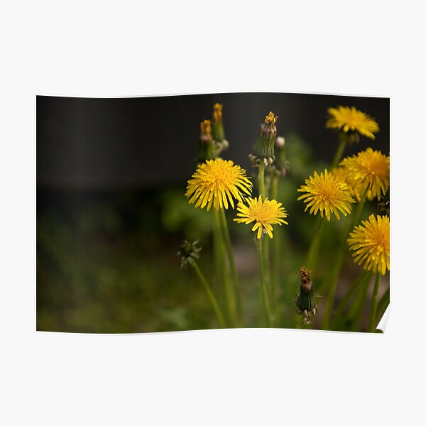 Dandylions Poster