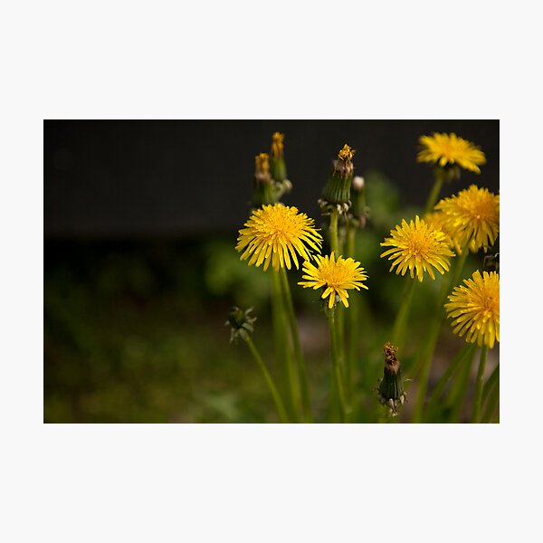 Dandylions Photographic Print