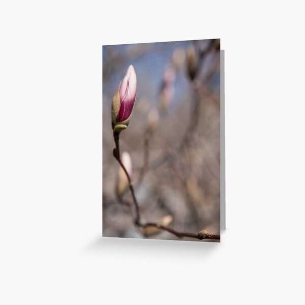 Bud Greeting Card