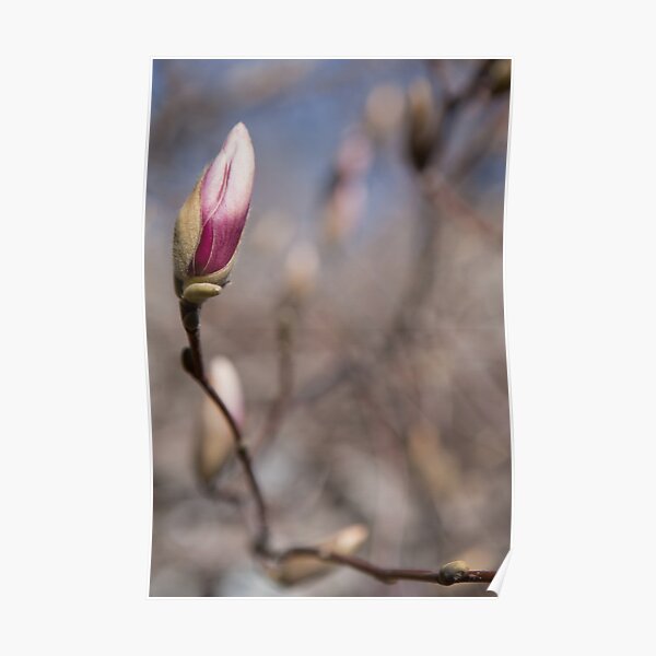 Bud Poster