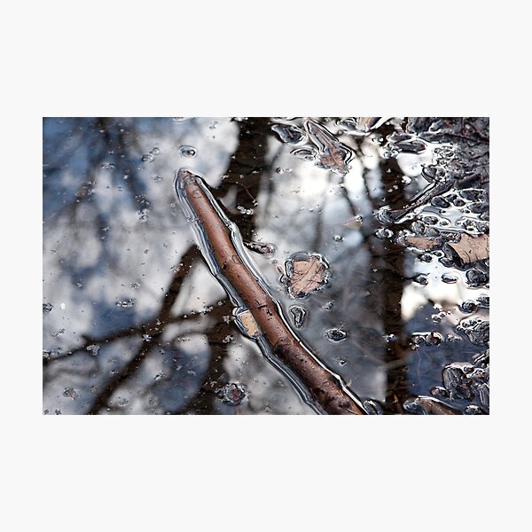 Puddle Twig Photographic Print