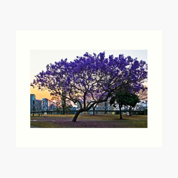 Item preview, Jacaranda at Wilson's Lookout 26 October 2012 designed and sold by Sea-Change.