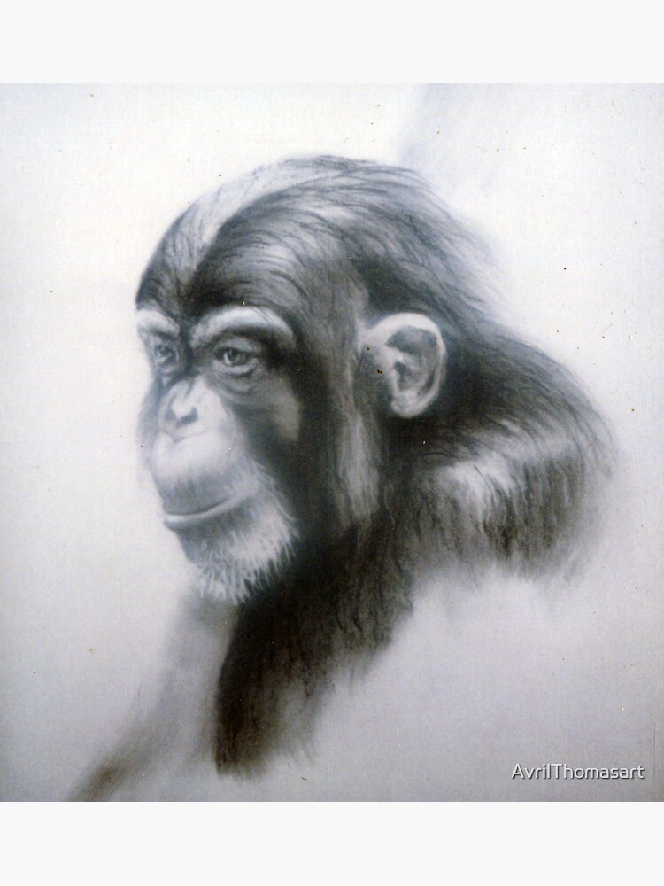 Thumbnail 3 of 3, Sticker, Chimp - Drawing by Avril Thomas - Adelaide Artist designed and sold by AvrilThomasart.