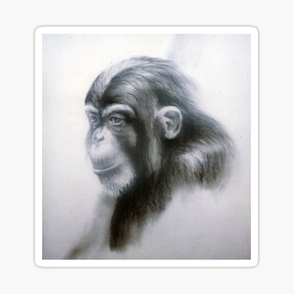 Chimp - Drawing by Avril Thomas - Adelaide Artist Sticker