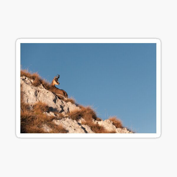 Sunbather Sticker