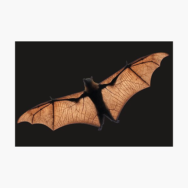 Fruit Bat In Full Flight Photographic Print