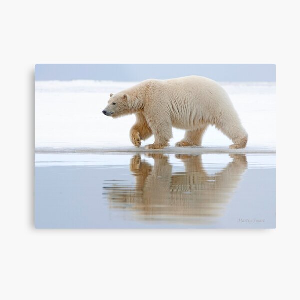 Northern Reflection Metal Print