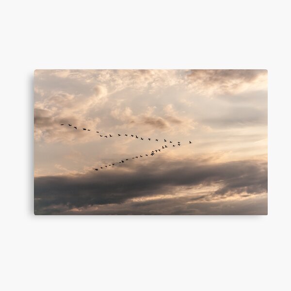 So Long, and Thanks for All the Fish Canvas Print