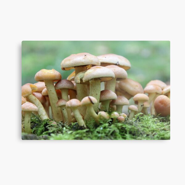 A Crowd of Mushrooms Metal Print