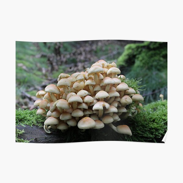 Mushroom Mound Poster