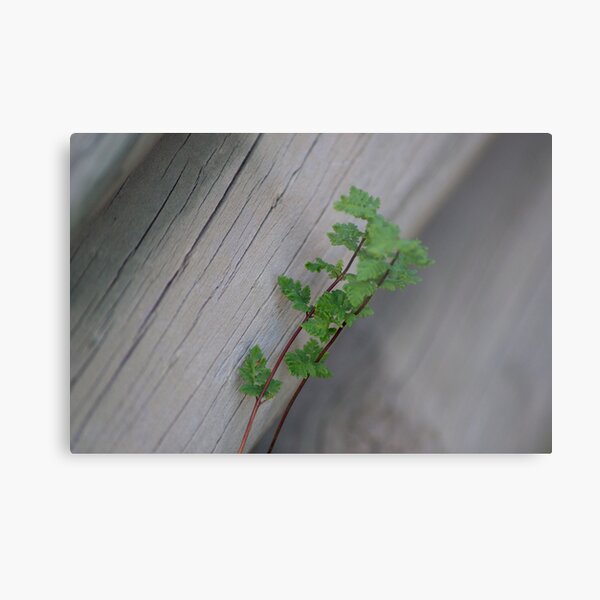 New and old Metal Print